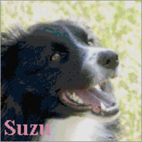 Title : My Dear Suzu